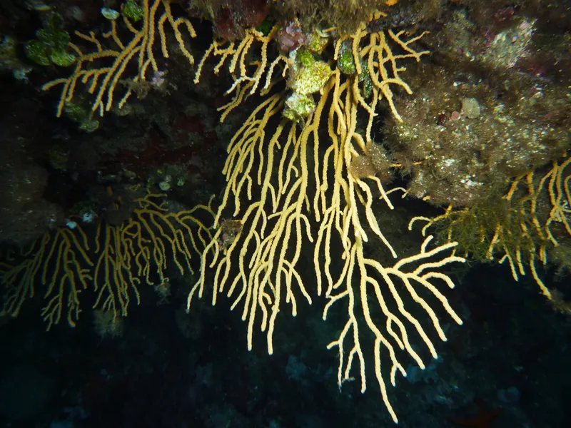 Yellow Gorgonian (Eunicella cavolini)