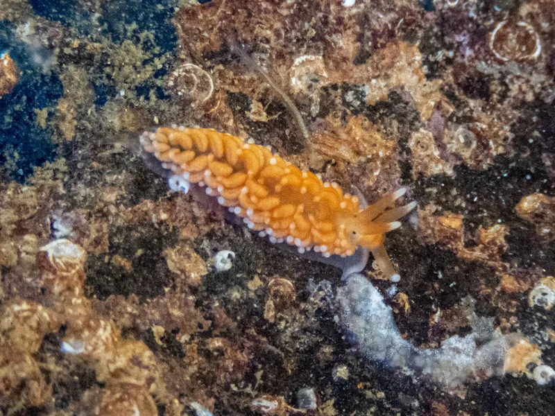 Aeolidiella sanguinea