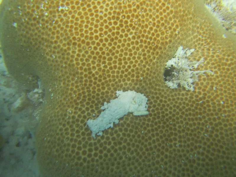 blushing star coral (Stephanocoenia intersepta)