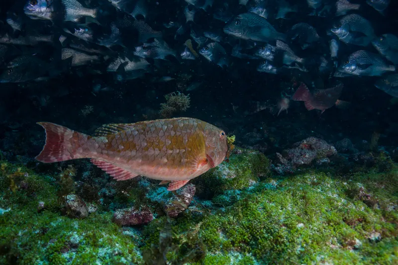 Gray Parrotfish (Sparisoma axillare)