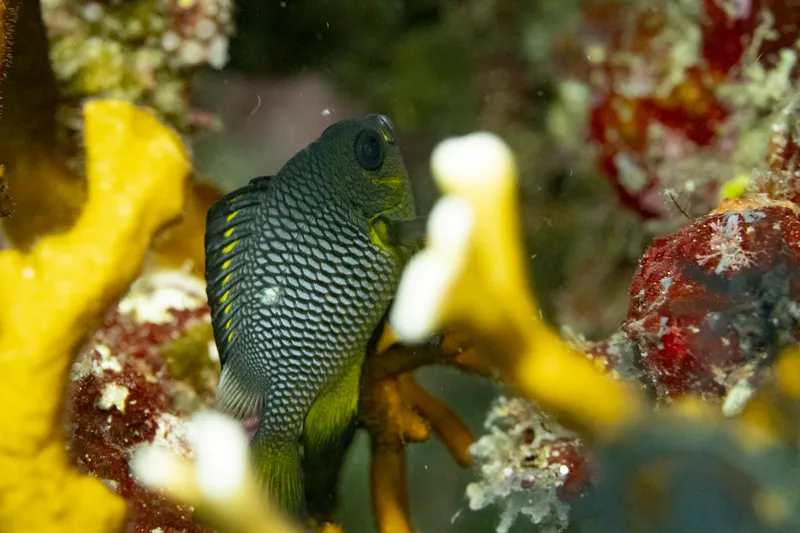 Threespot Dascyllus (Dascyllus trimaculatus)