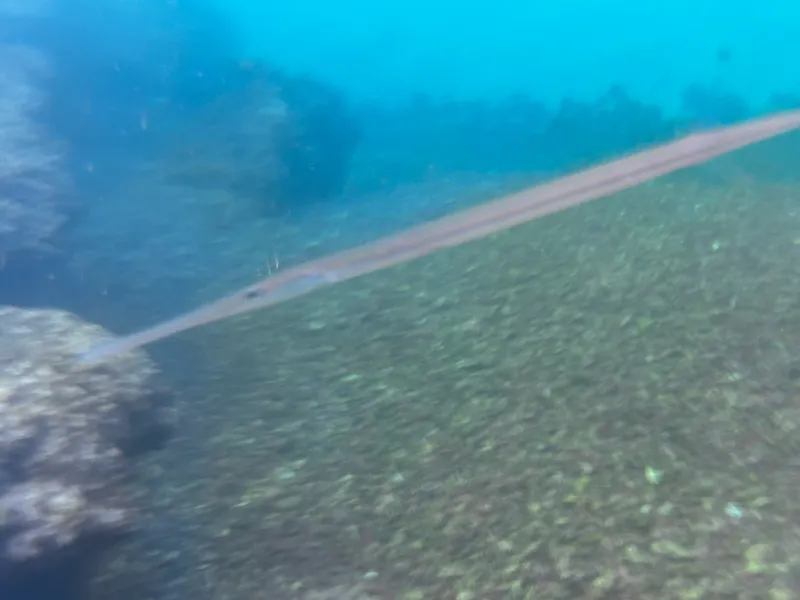 Bluespotted Cornetfish (Fistularia commersonii)