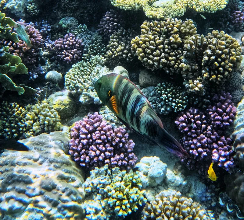Broomtail Wrasse (Cheilinus lunulatus)