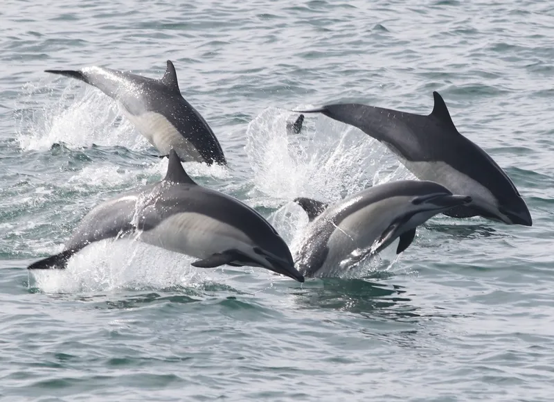 Common Dolphin (Delphinus delphis)