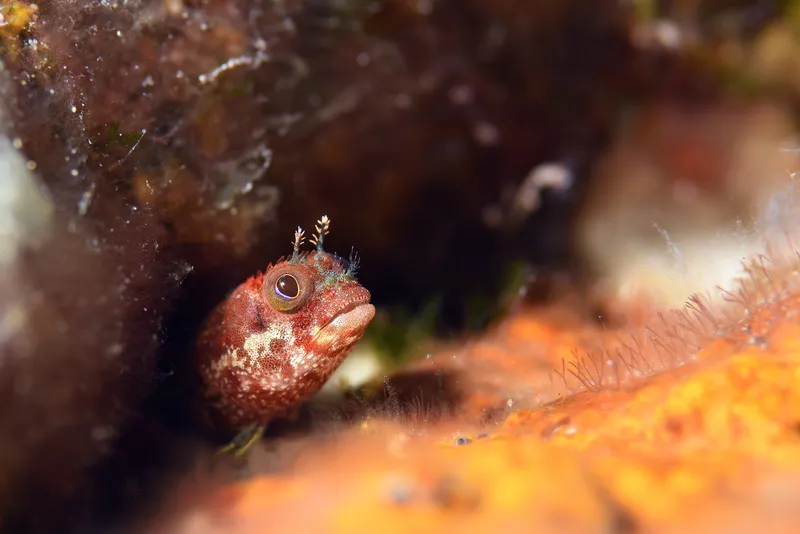 Secretary Blenny (Acanthemblemaria maria)