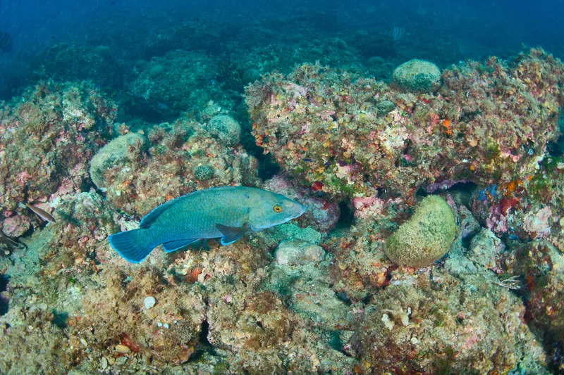 Brown Wrasse (Labrus merula)