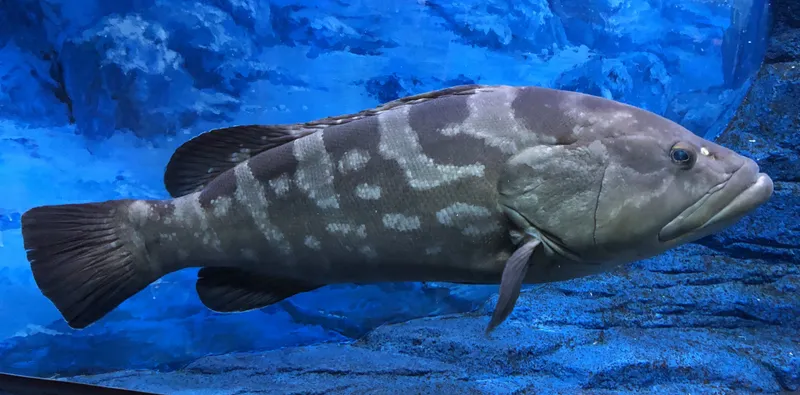 Kelp Grouper (Epinephelus bruneus)