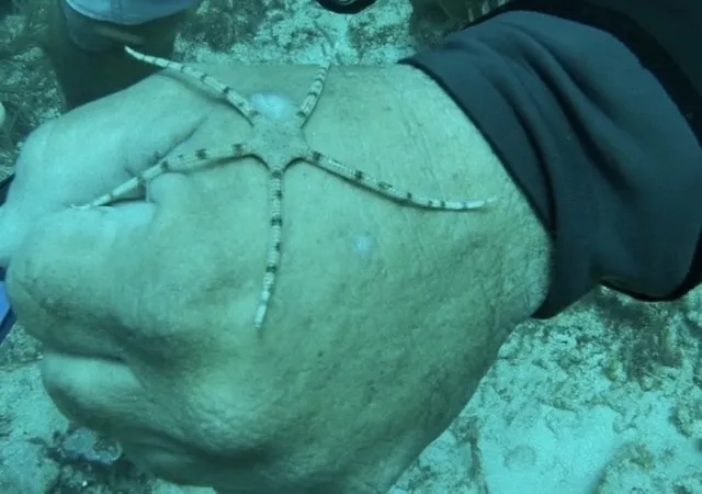 Chocolate Brittle Star (Ophioderma cinereum)