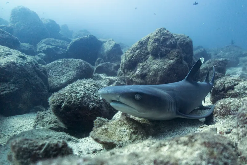 Whitetip Reef Shark (Triaenodon obesus)