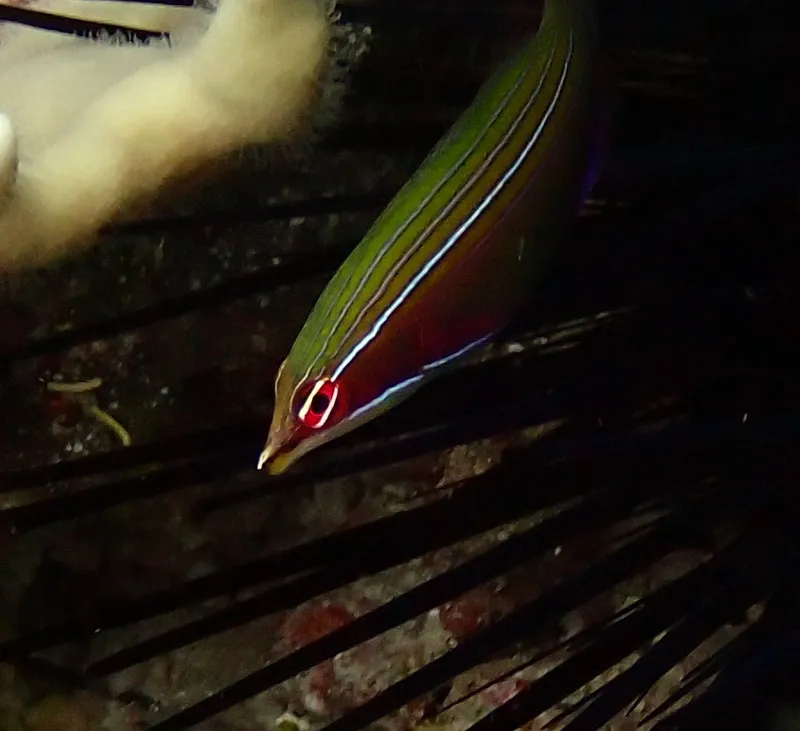 Four-Lined Wrasse (Pseudocheilinus tetrataenia)