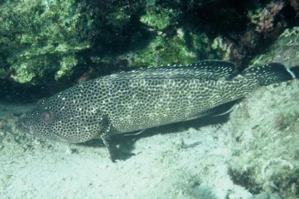 Surge Grouper (Epinephelus socialis)