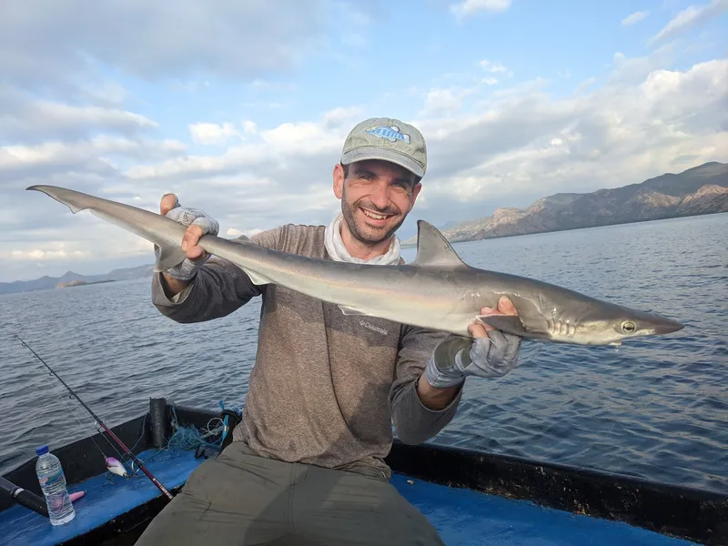 Sliteye Shark (Loxodon macrorhinus)