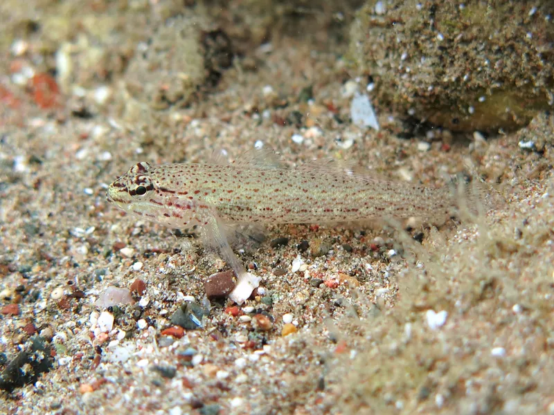 Bucchich's Goby (Gobius bucchichi)