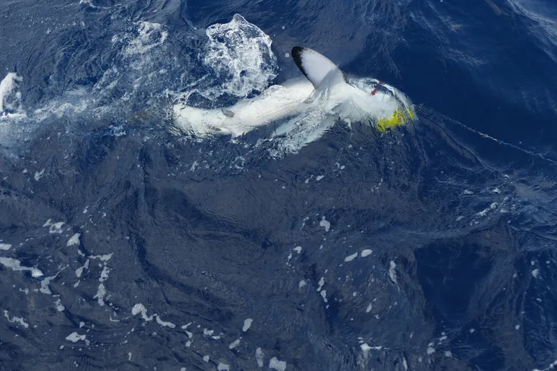 Longfin Mako (Isurus paucus)