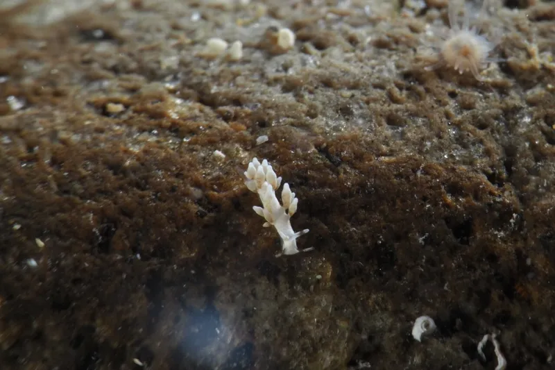 Cuthona tina