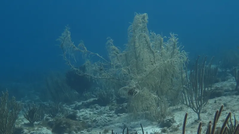 Dry Sea Plume (Antillogorgia acerosa)