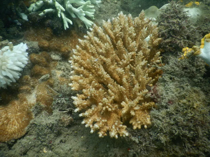Acropora polystoma