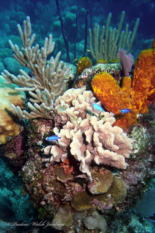 Blue Chromis (Azurina cyanea)