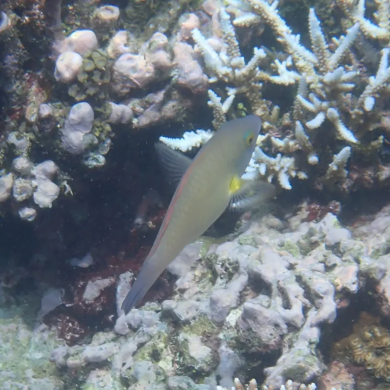King Parrotfish (Scarus flavipectoralis)