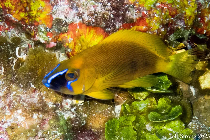 Golden Hamlet (Hypoplectrus gummigutta)