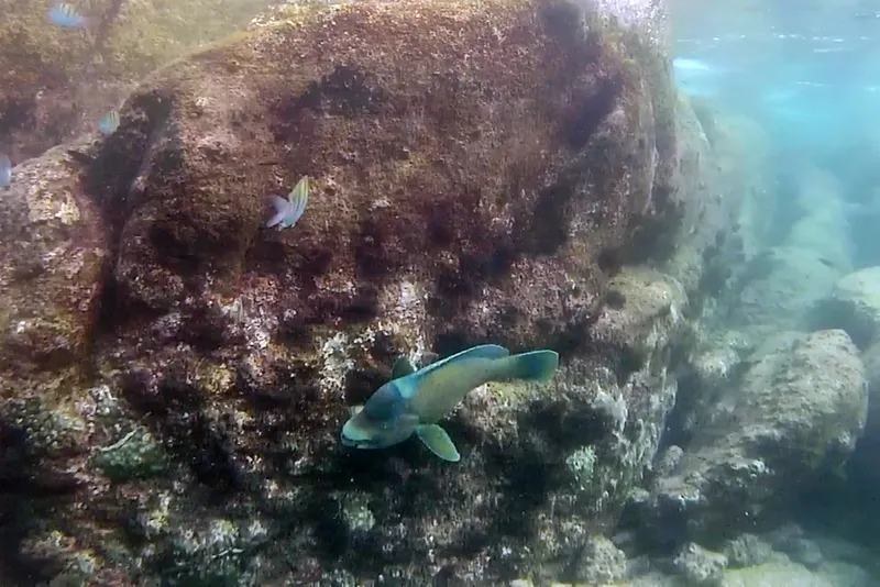Bumphead Parrotfish (Scarus perrico)