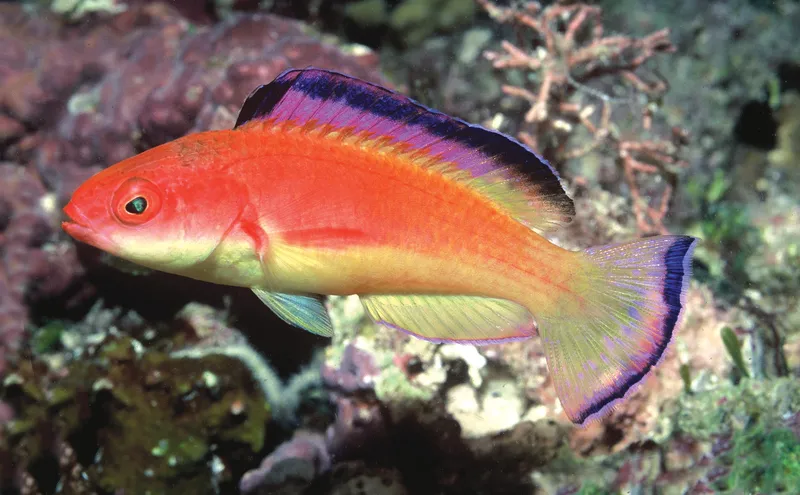 Deepwater Wrasse (Cirrhilabrus bathyphilus)