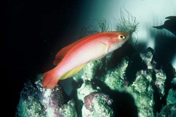 Flame Wrasse (Cirrhilabrus jordani)