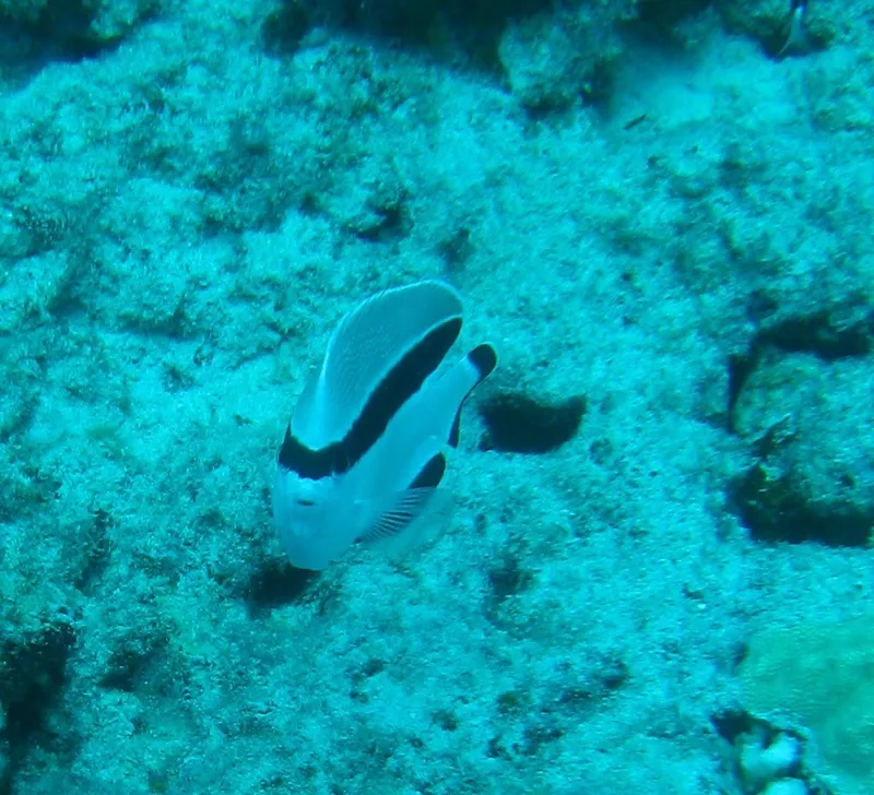 Banded Angelfish (Apolemichthys arcuatus)