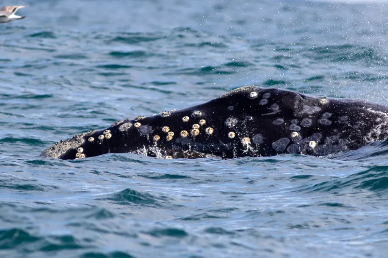 Black Right Whale (Eubalaena japonica)