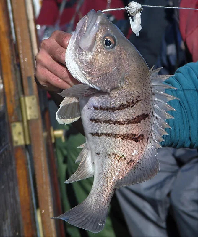 Argentinean Rockfish (Acanthistius patachonicus)