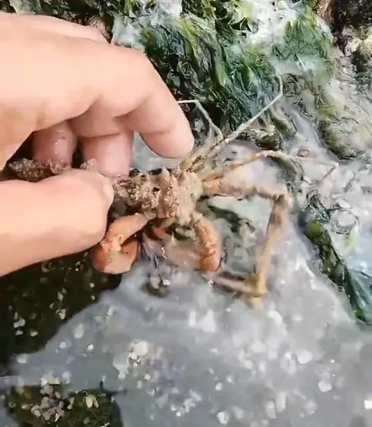 Inachus thoracicus