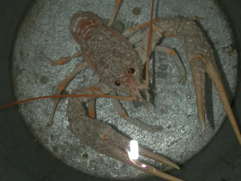 Danube Crayfish (Pontastacus leptodactylus)
