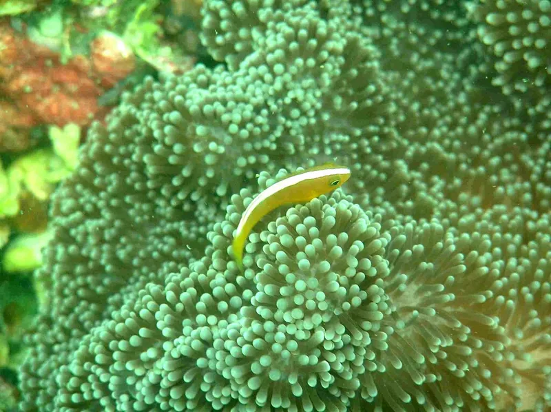 Clownfish (Amphiprion sandaracinos)