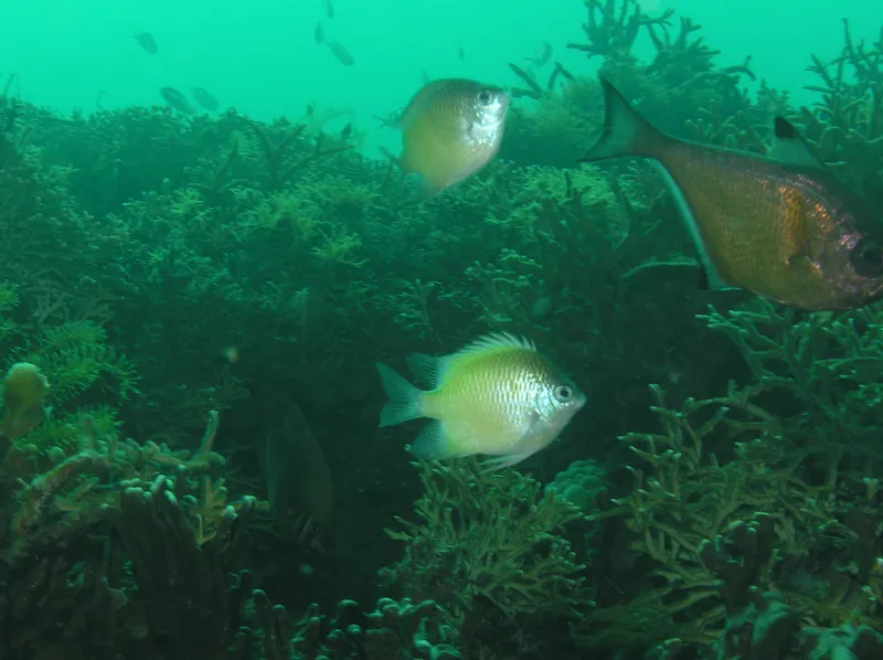 Batuna Damsel (Amblyglyphidodon batunaorum)