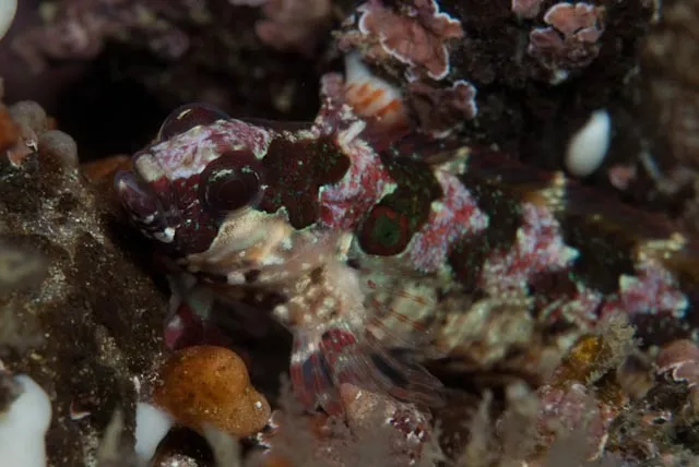Lace Klipfish (Blennioclinus brachycephalus)