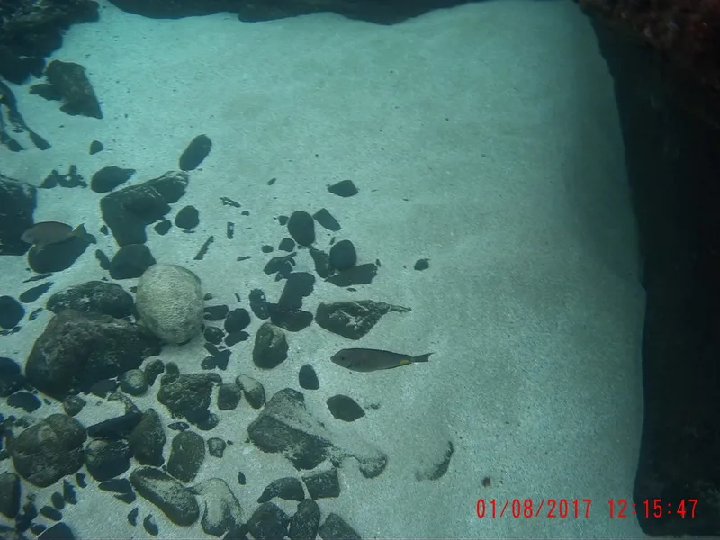 Monrovia Surgeonfish (Acanthurus monroviae)