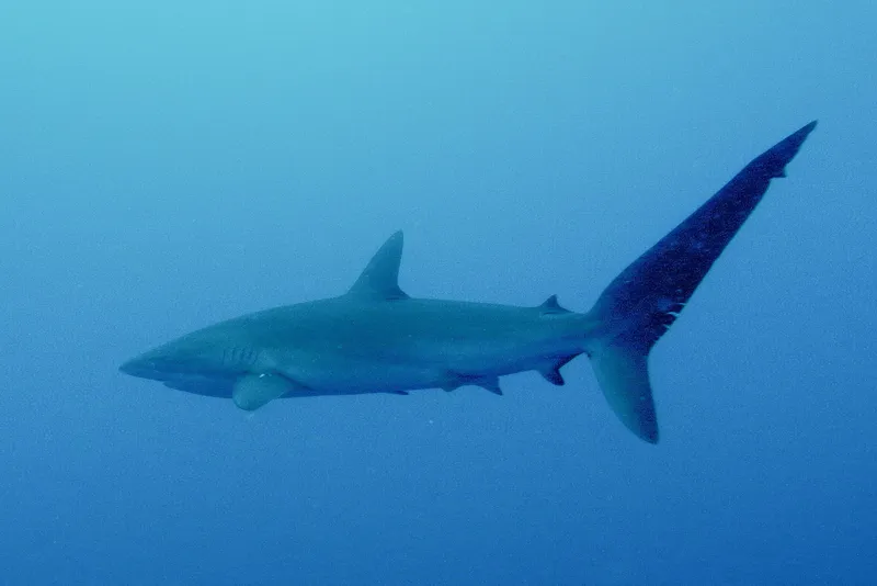 Silky Shark (Carcharhinus falciformis)