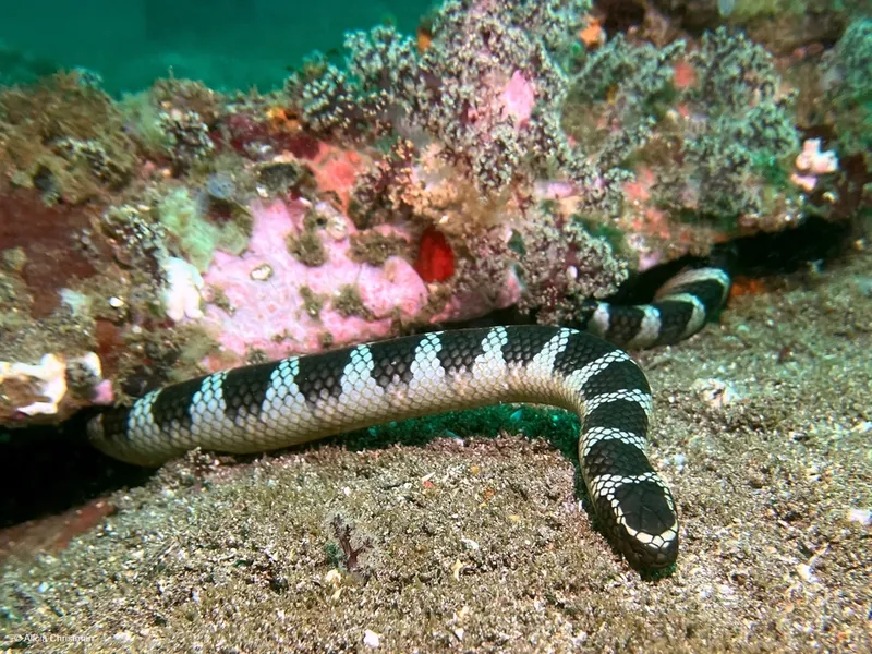 Chinese Sea Snake (Laticauda semifasciata)