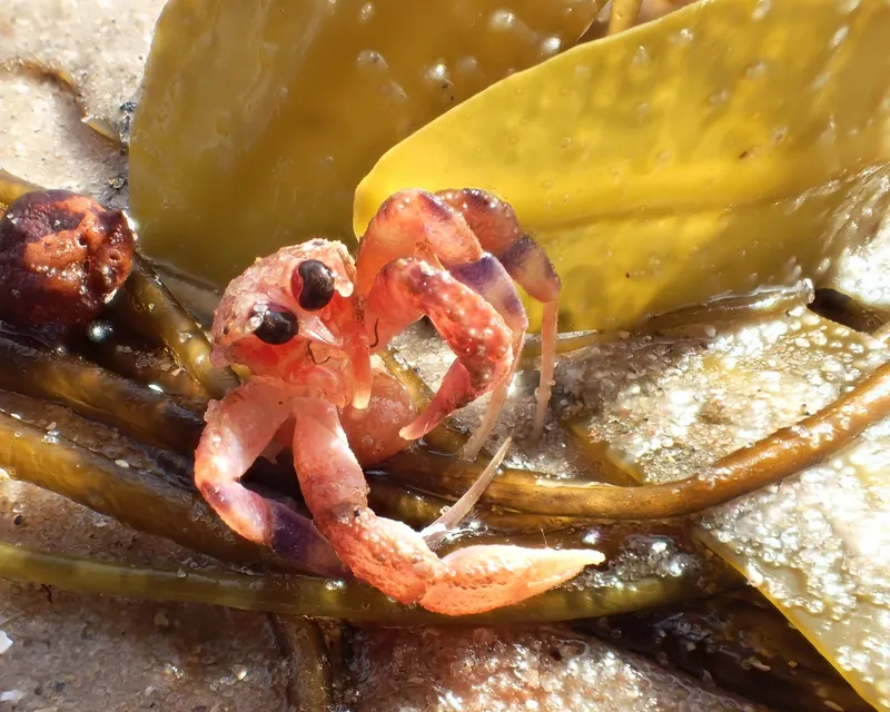 Deep Hermit Crab (Pagurus prideaux)