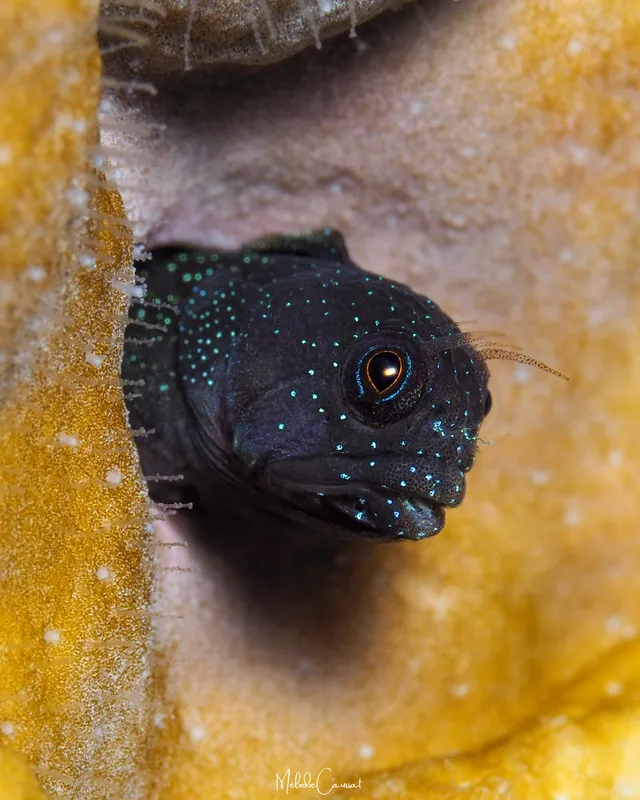 Twinhorn Blenny (Coralliozetus cardonae)