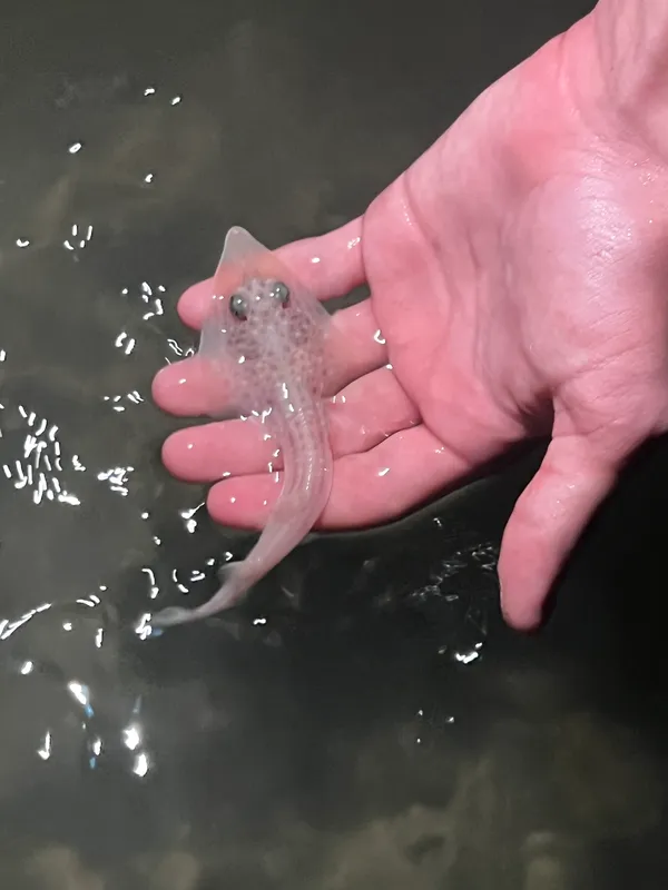 Atlantic Guitarfish (Pseudobatos lentiginosus)