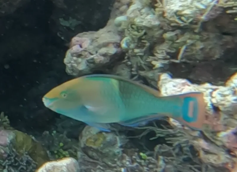 Schlegel's Parrotfish (Scarus schlegeli)